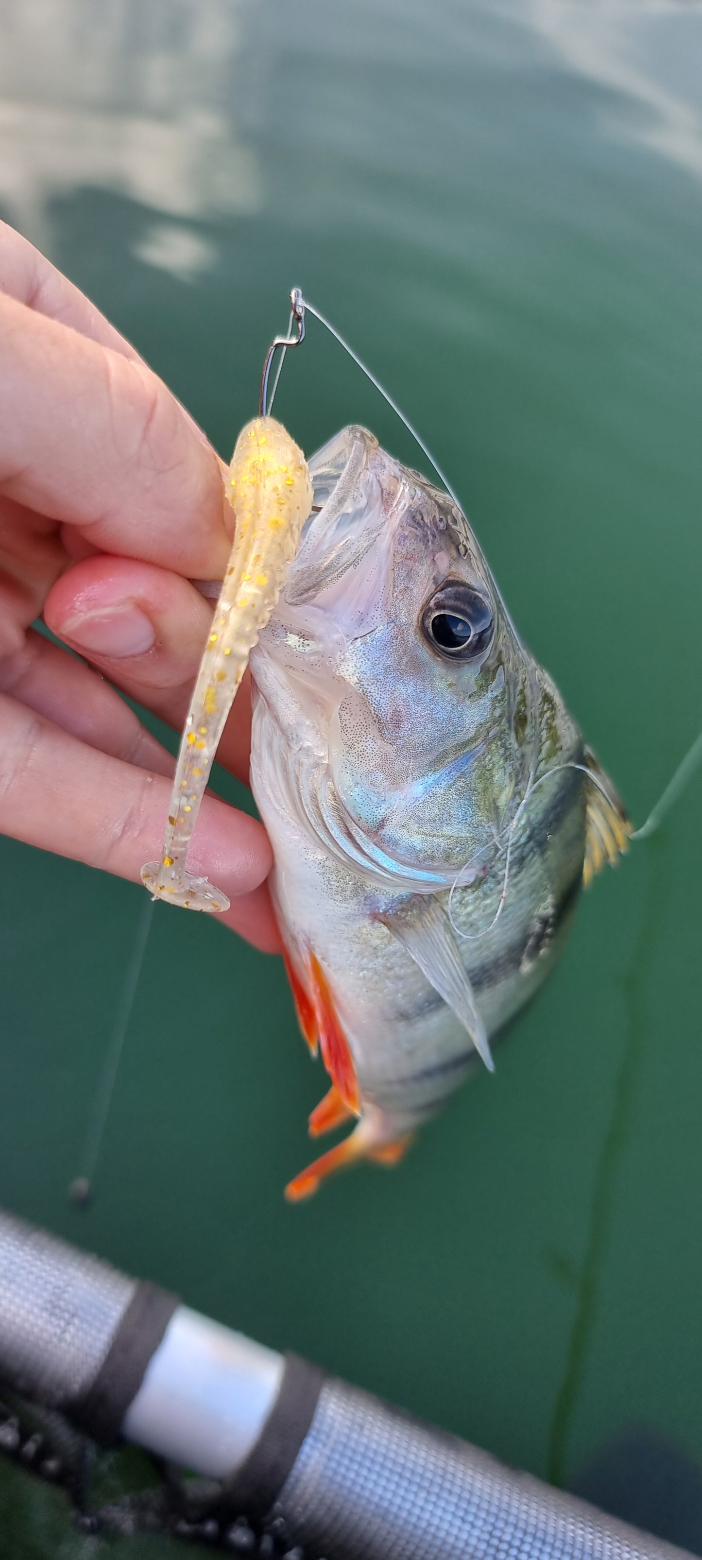 Kobold Sternenschauer