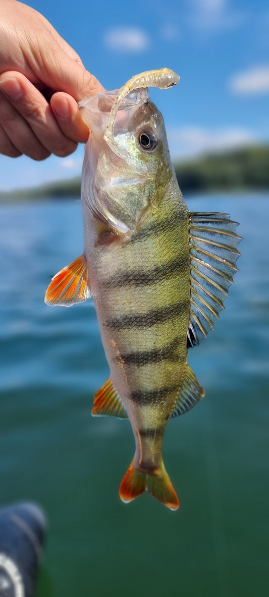 Kobold Sternenschauer